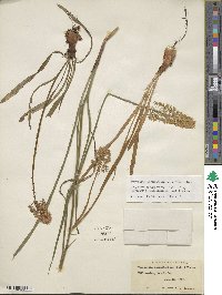 Amianthium muscitoxicum image