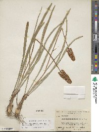 Amianthium muscitoxicum image