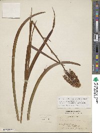 Amianthium muscitoxicum image