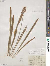 Amianthium muscitoxicum image