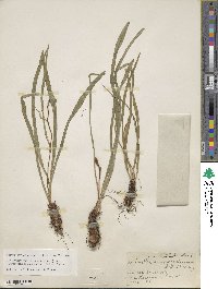 Amianthium muscitoxicum image