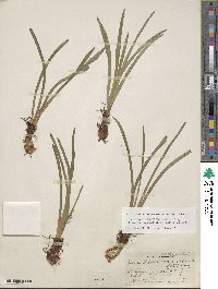 Amianthium muscitoxicum image