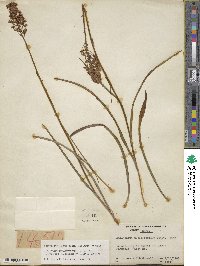 Amianthium muscitoxicum image