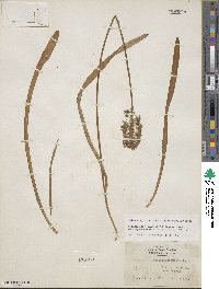 Amianthium muscitoxicum image