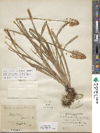 Amianthium muscitoxicum image