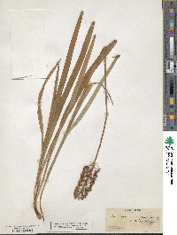 Amianthium muscitoxicum image