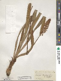 Amianthium muscitoxicum image