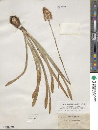 Amianthium muscitoxicum image