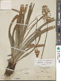 Amianthium muscitoxicum image