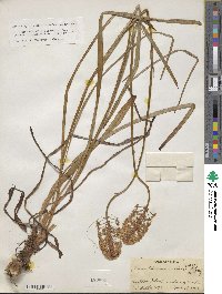 Amianthium muscitoxicum image