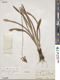 Amianthium muscitoxicum image