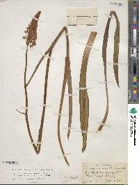 Amianthium muscitoxicum image