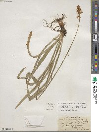 Amianthium muscitoxicum image