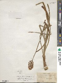 Amianthium muscitoxicum image