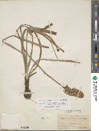 Amianthium muscitoxicum image