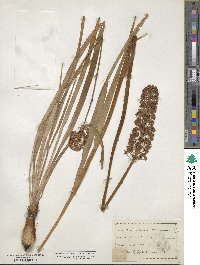 Amianthium muscitoxicum image