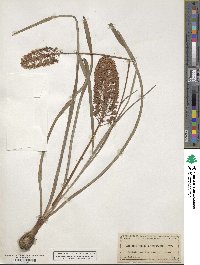 Amianthium muscitoxicum image