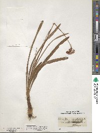 Amianthium muscitoxicum image