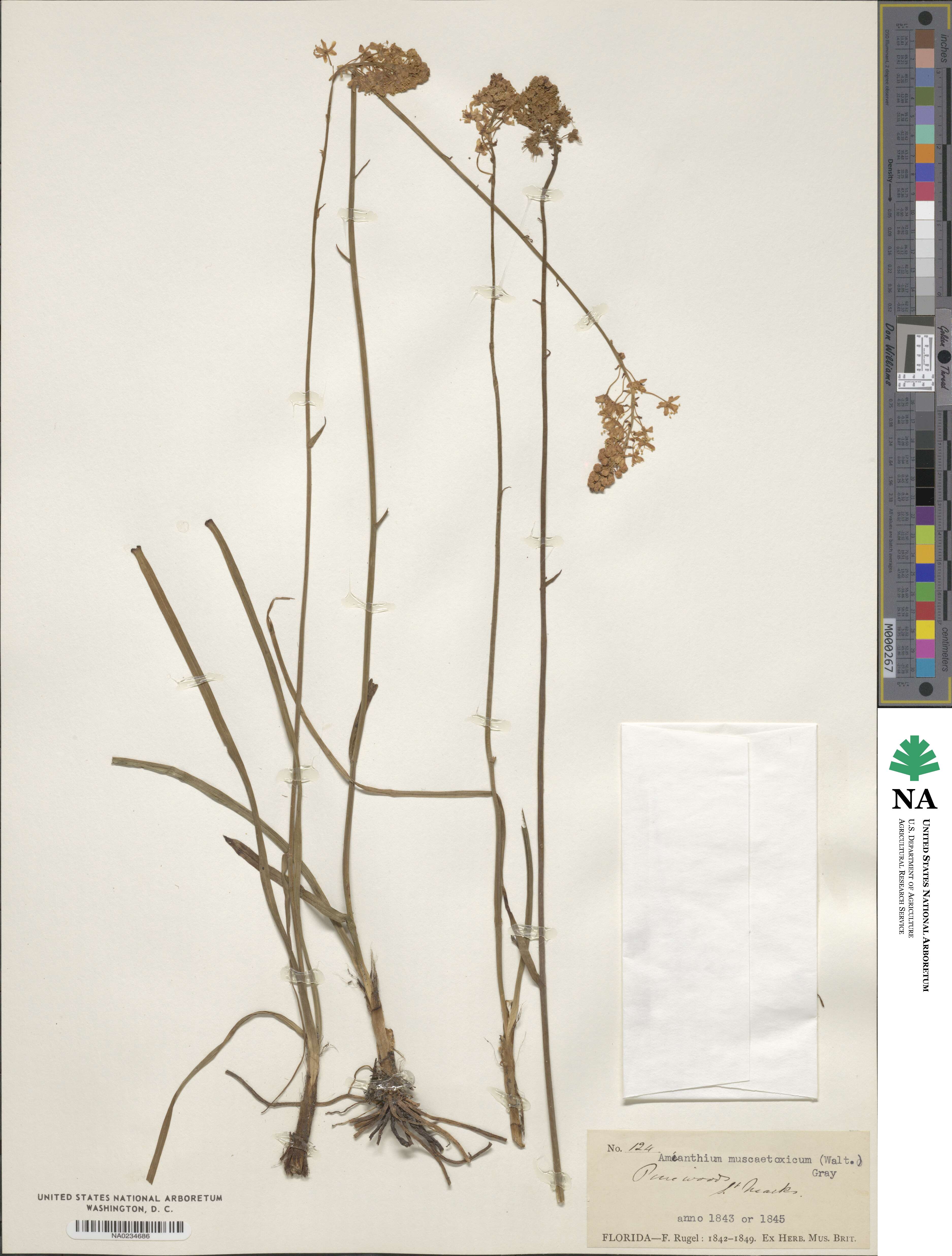 Amianthium image