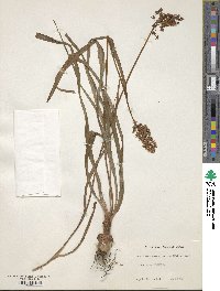 Amianthium muscitoxicum image