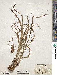 Amianthium muscitoxicum image