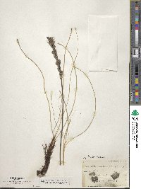 Image of Schoenocaulon caricifolium