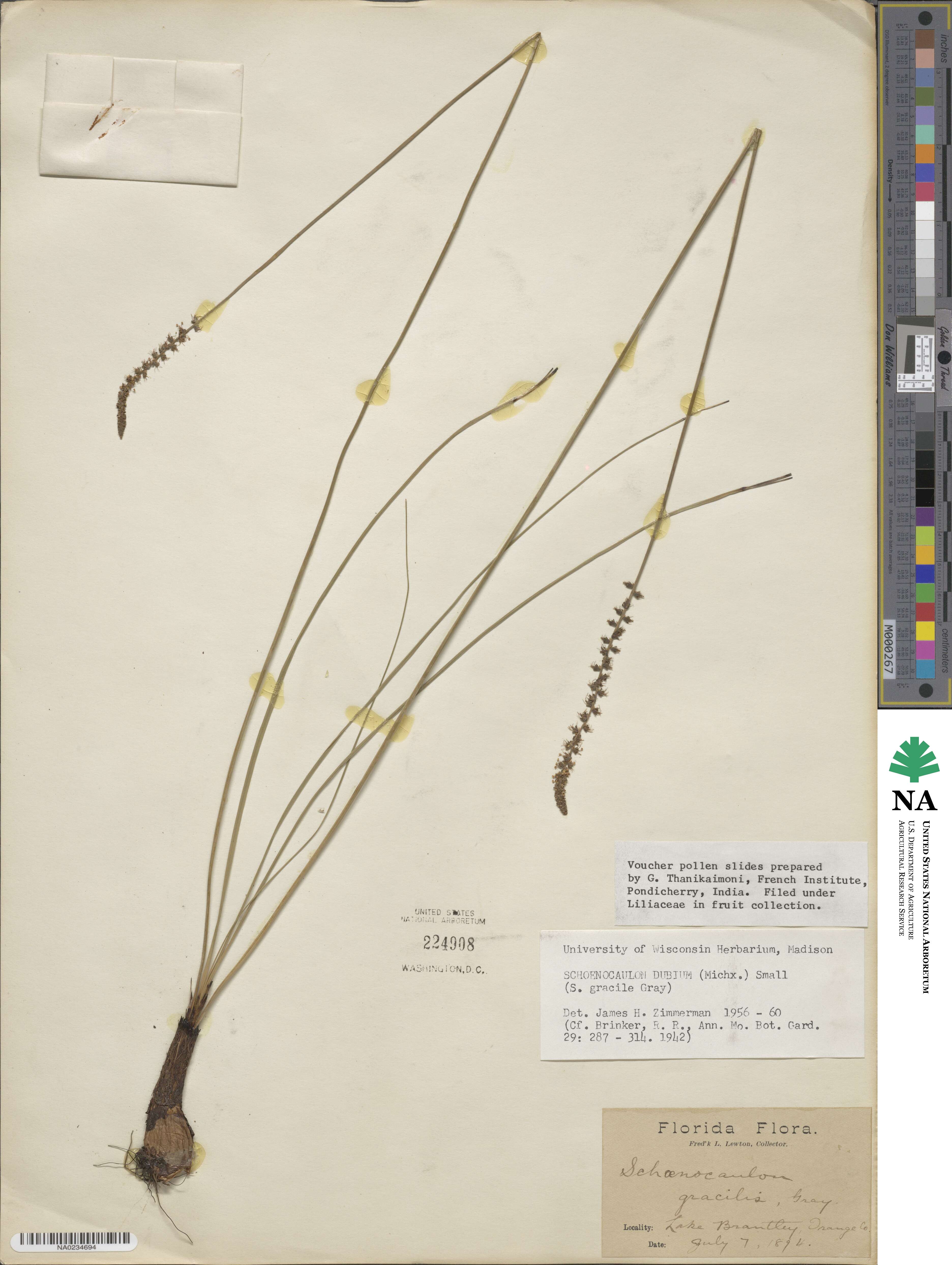 Schoenocaulon dubium image