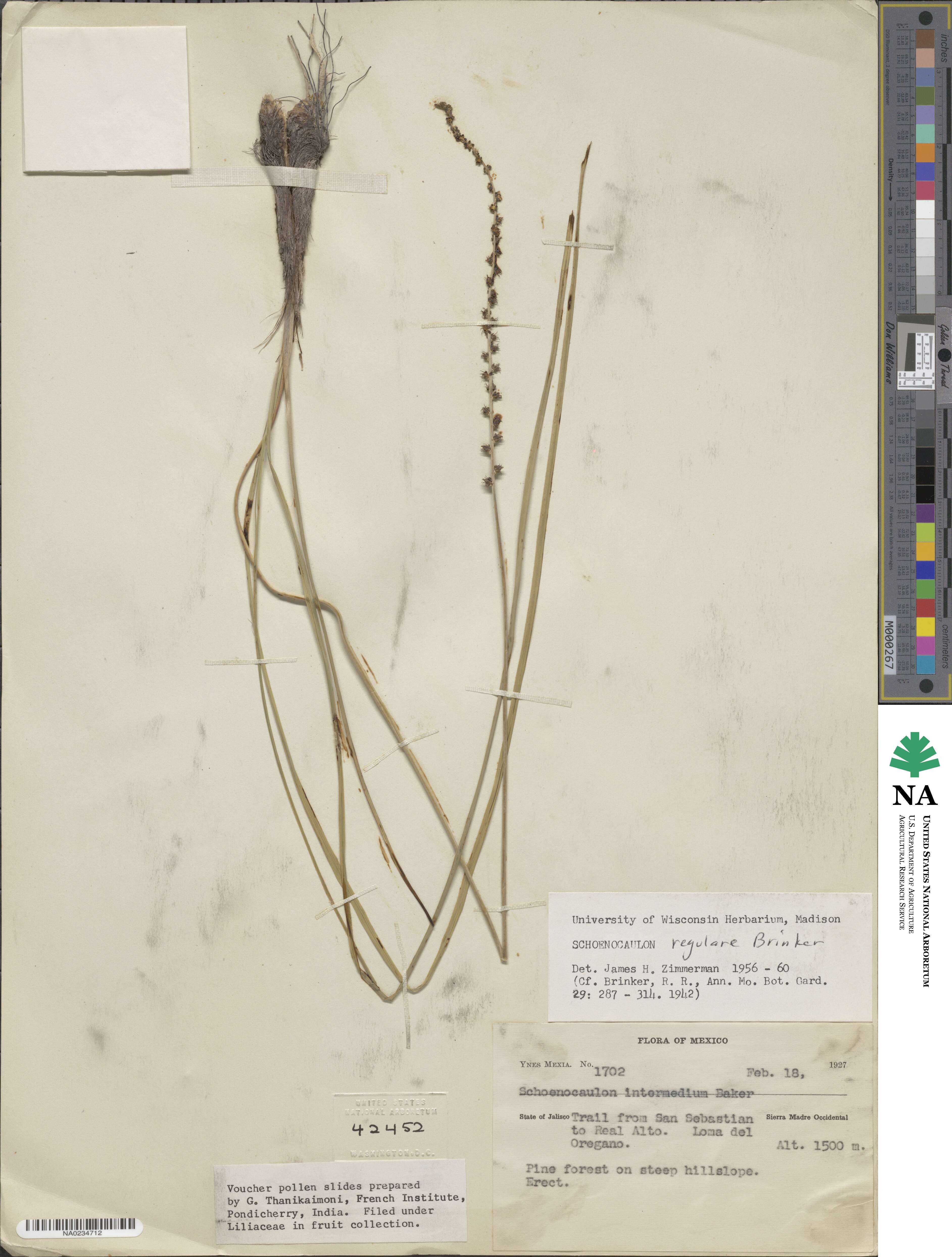 Schoenocaulon jaliscense var. regulare image