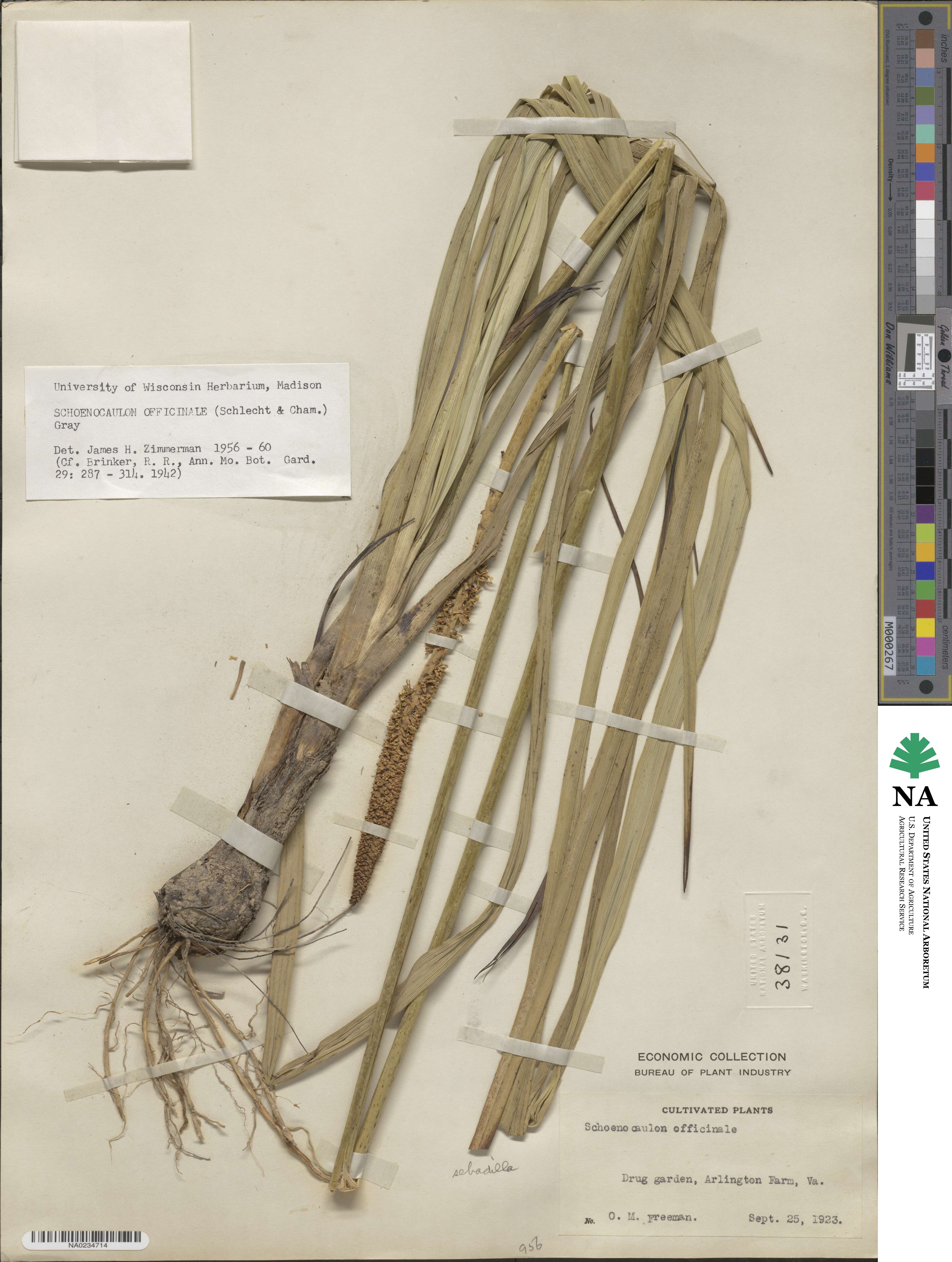 Schoenocaulon officinale image