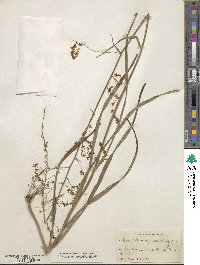 Stenanthium gramineum image