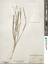 Stenanthium gramineum image