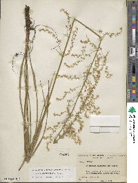 Stenanthium gramineum image