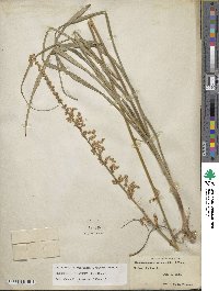 Stenanthium gramineum image