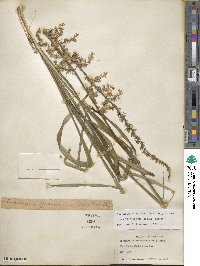 Stenanthium gramineum image