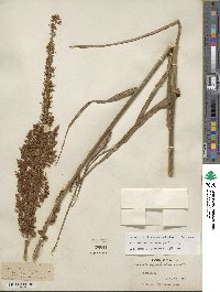 Stenanthium gramineum image