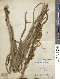 Stenanthium gramineum image