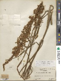 Stenanthium gramineum image