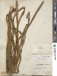 Stenanthium gramineum image