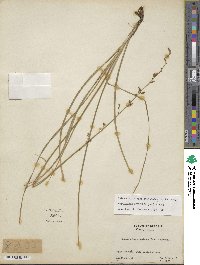 Stenanthium gramineum image