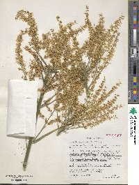 Stenanthium gramineum image