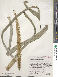 Stenanthium gramineum image