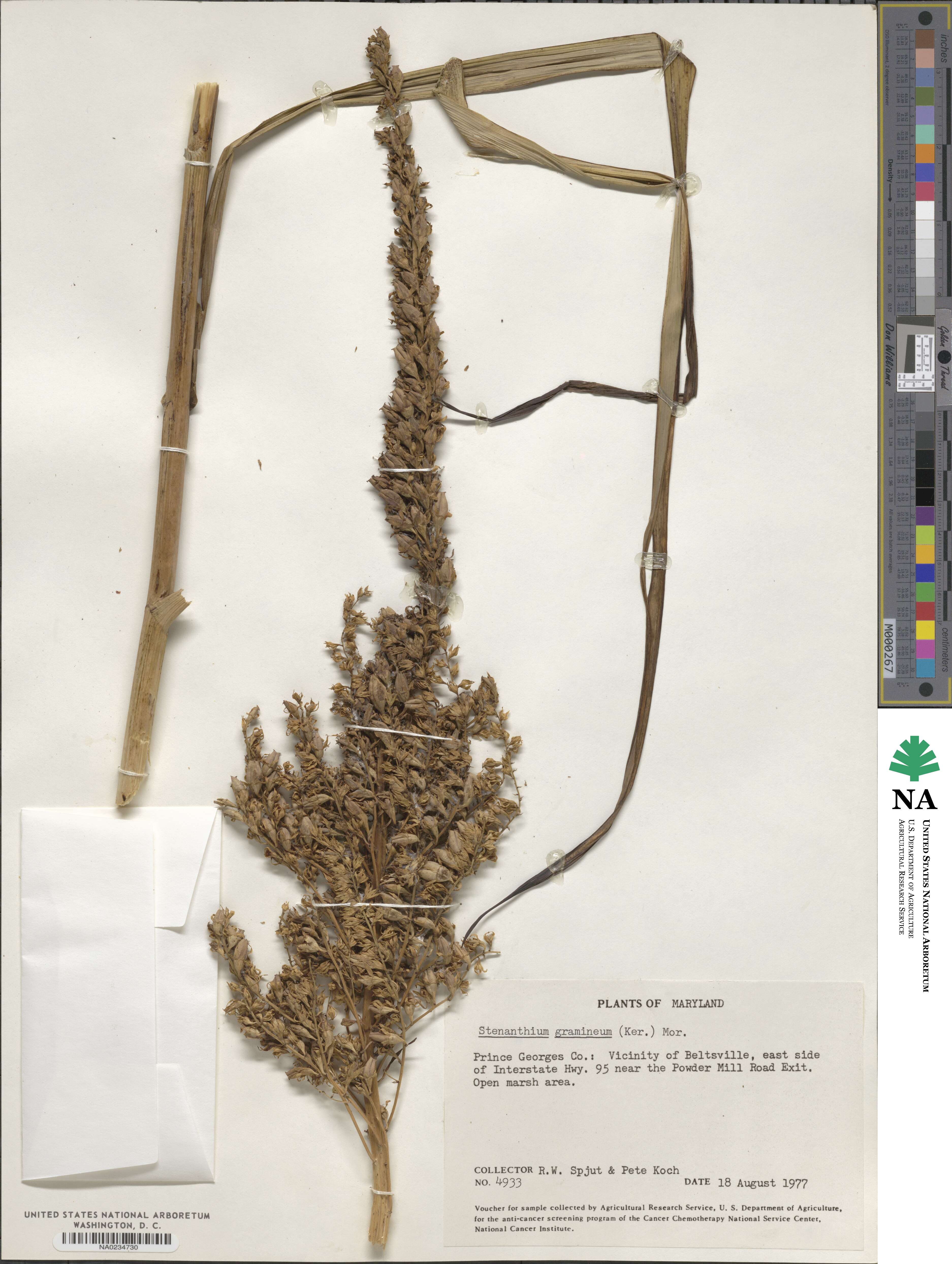 Stenanthium gramineum image