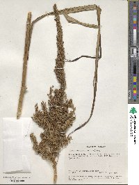 Stenanthium gramineum image