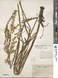 Stenanthium gramineum image