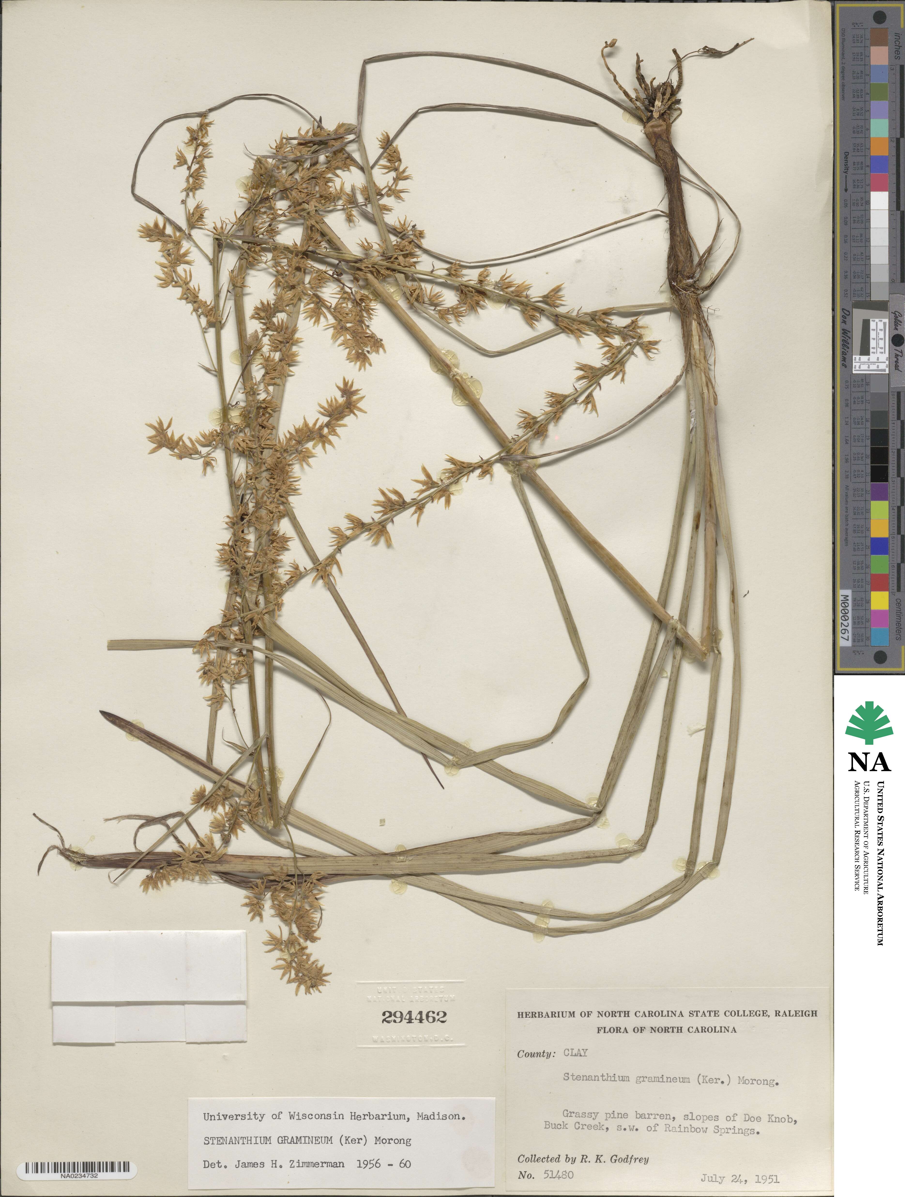 Stenanthium gramineum image