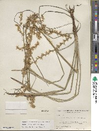 Stenanthium gramineum image