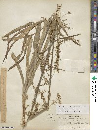 Stenanthium gramineum image