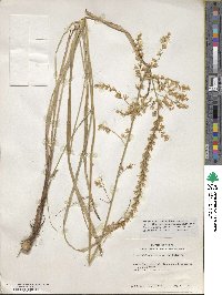 Stenanthium gramineum image