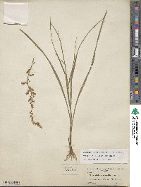 Stenanthium gramineum image