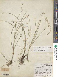 Stenanthium gramineum image